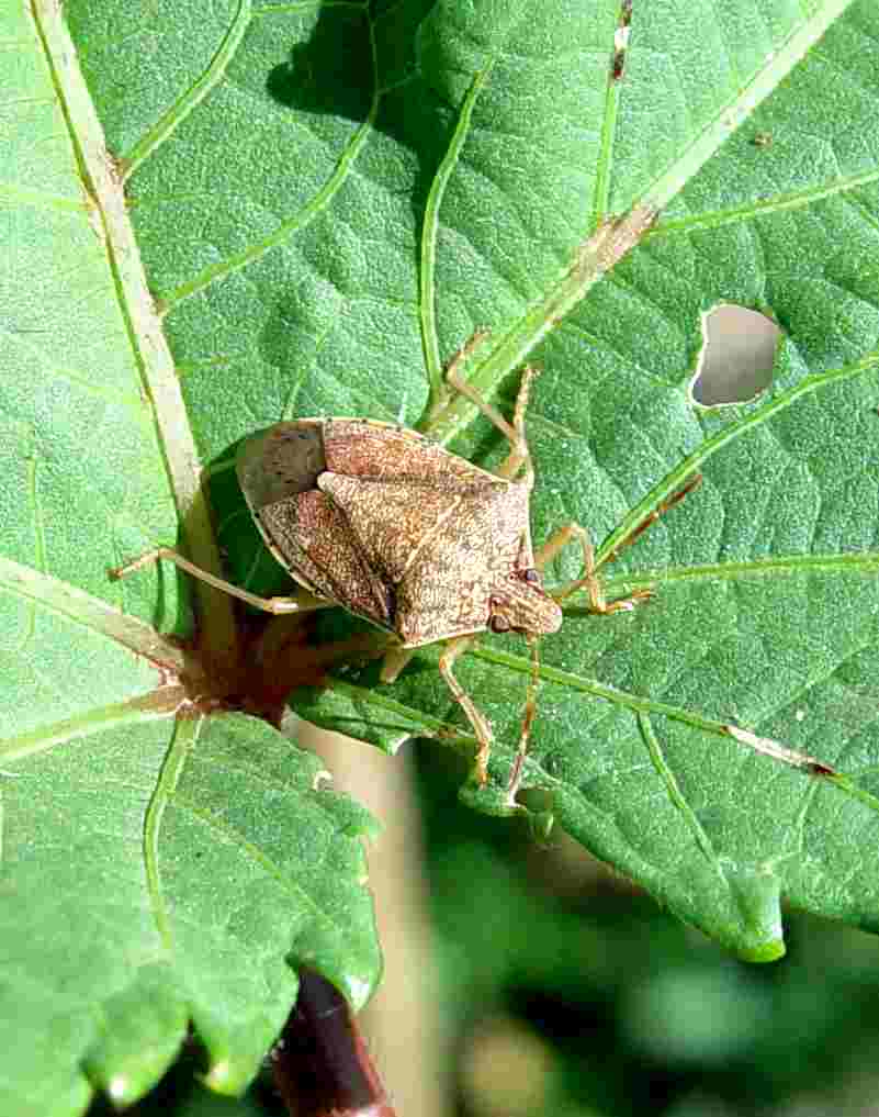 Okra Biovision Home.